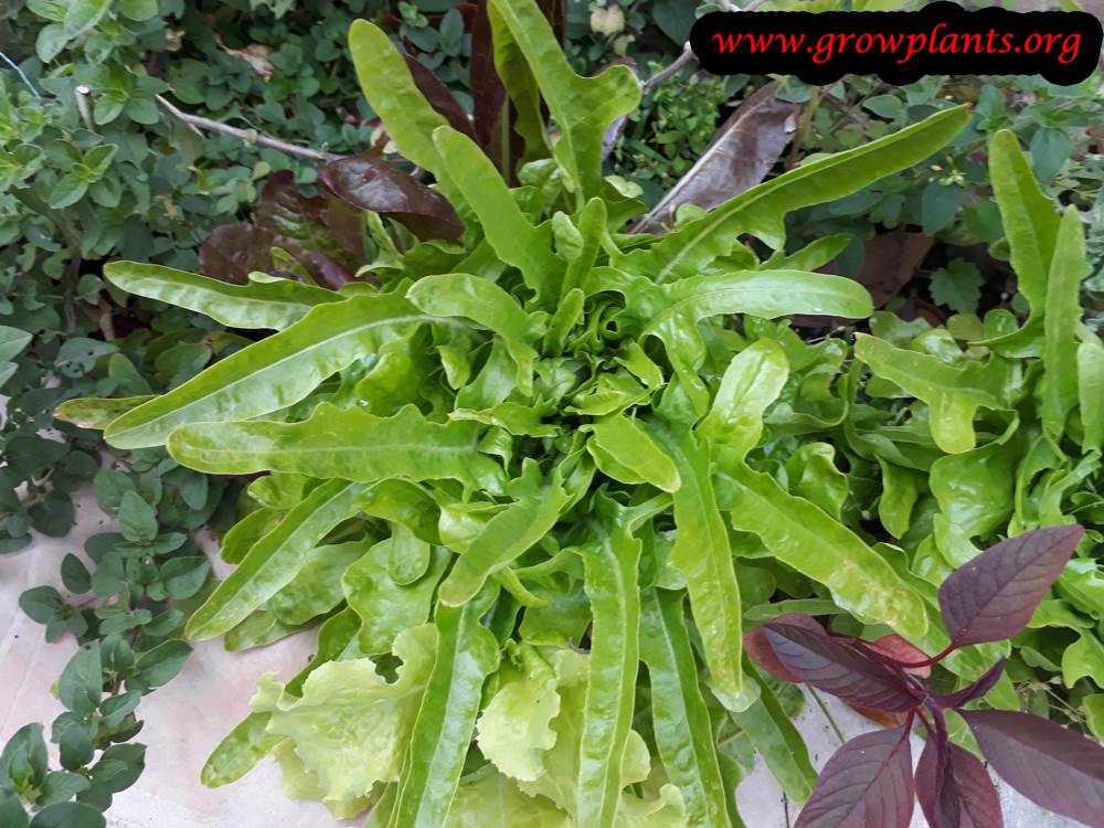 Lettuce Italienischer