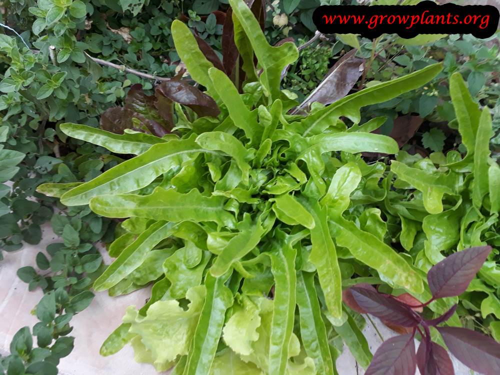 Lettuce Italienischer harvest