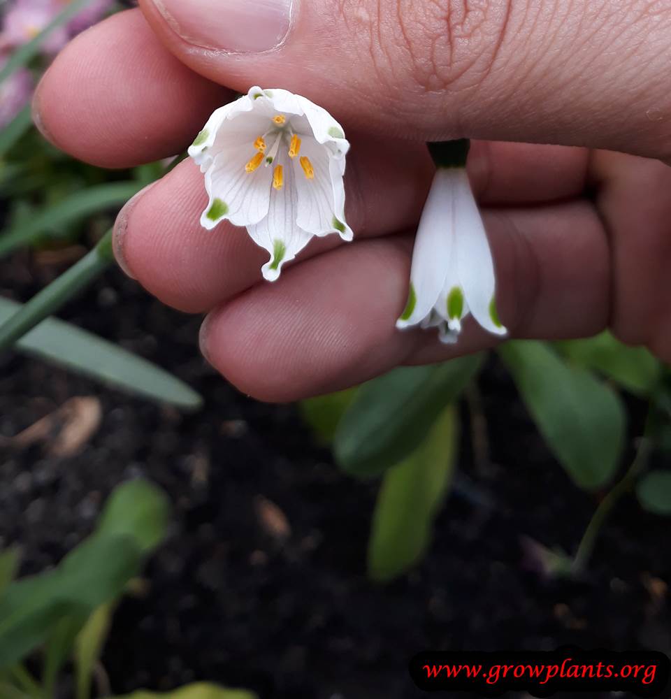 Leucojum aestivum