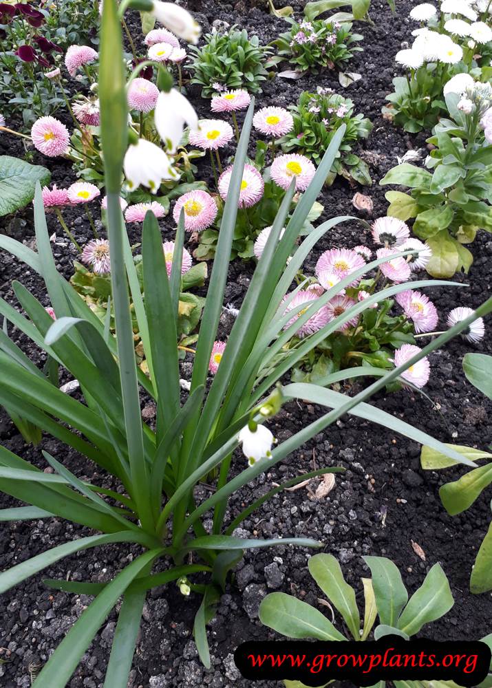 Leucojum aestivum plant care