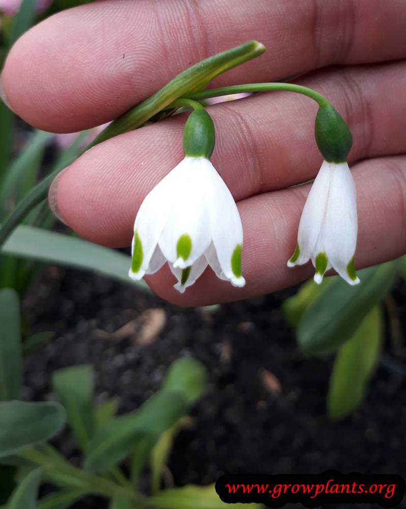 Growing Leucojum aestivum
