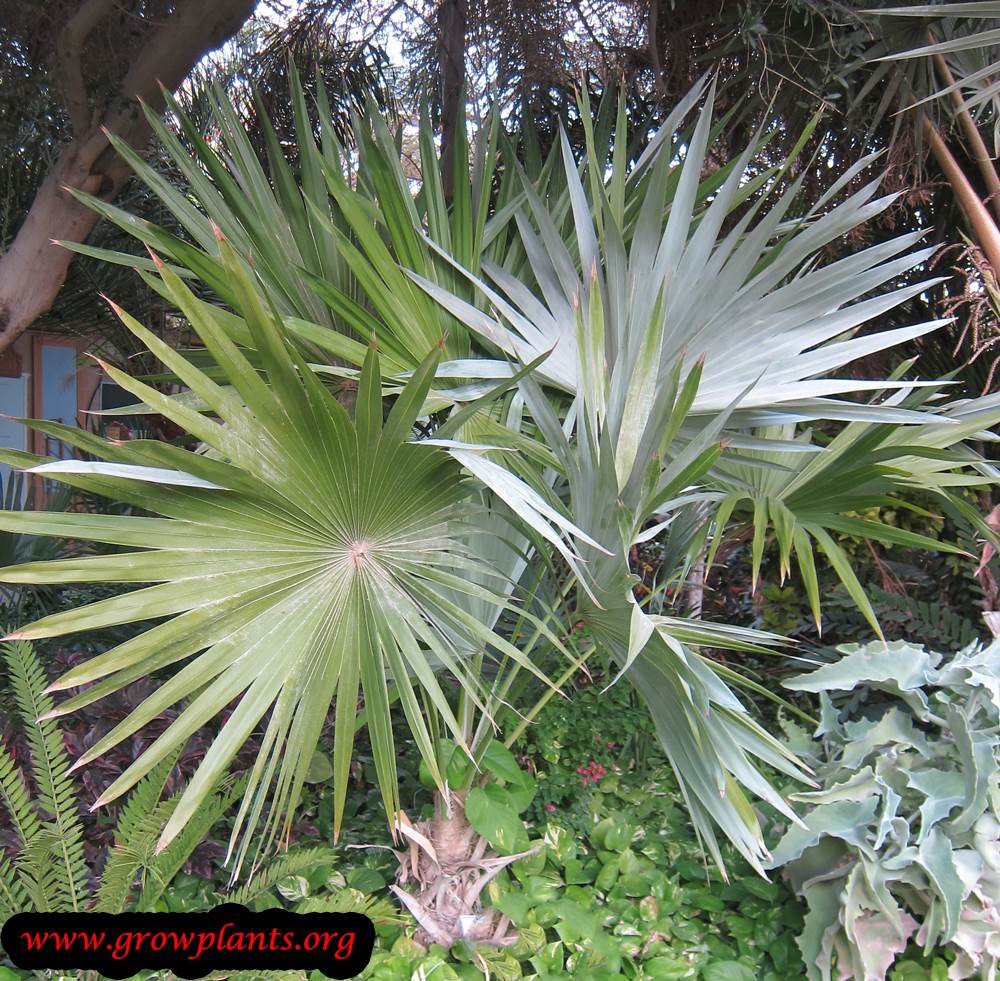 Leucothrinax morrisii