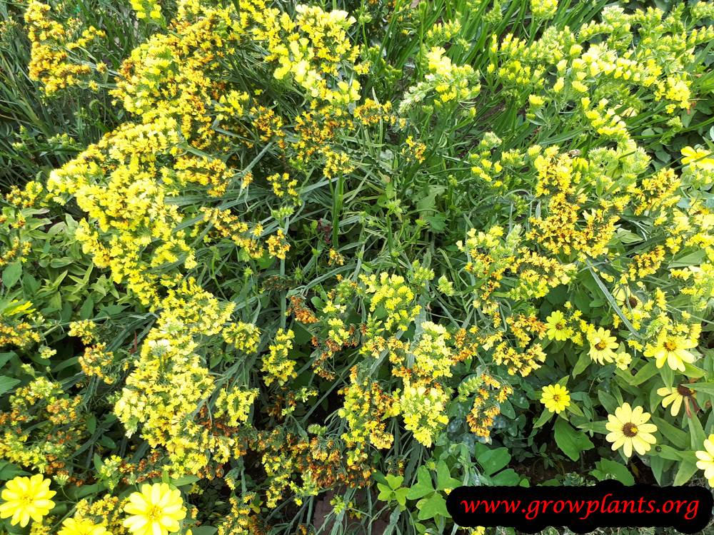 Limonium