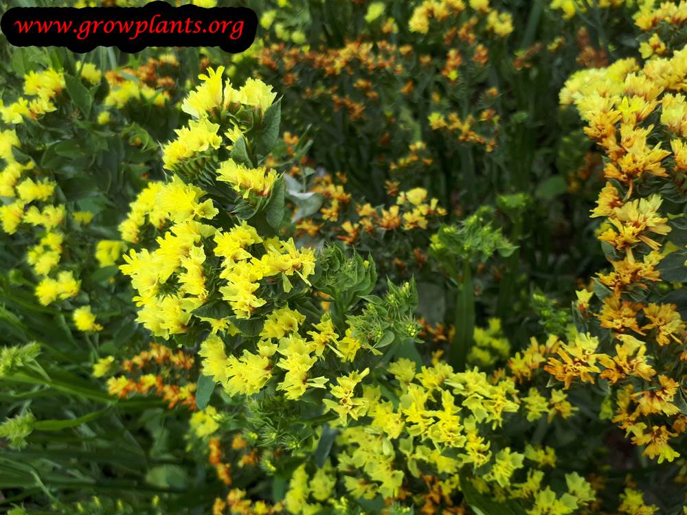 Limonium flowers