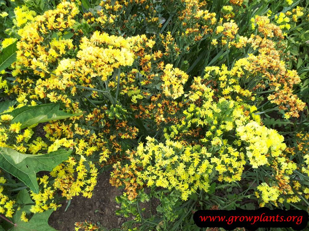Limonium plant care