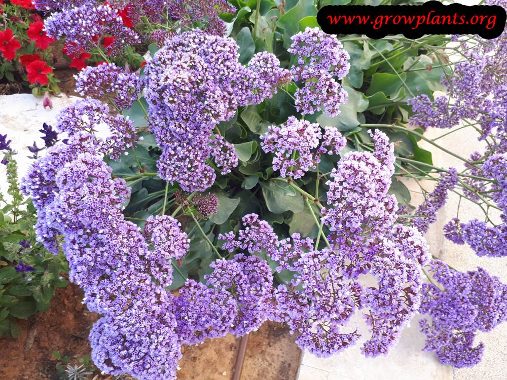 Limonium perezii
