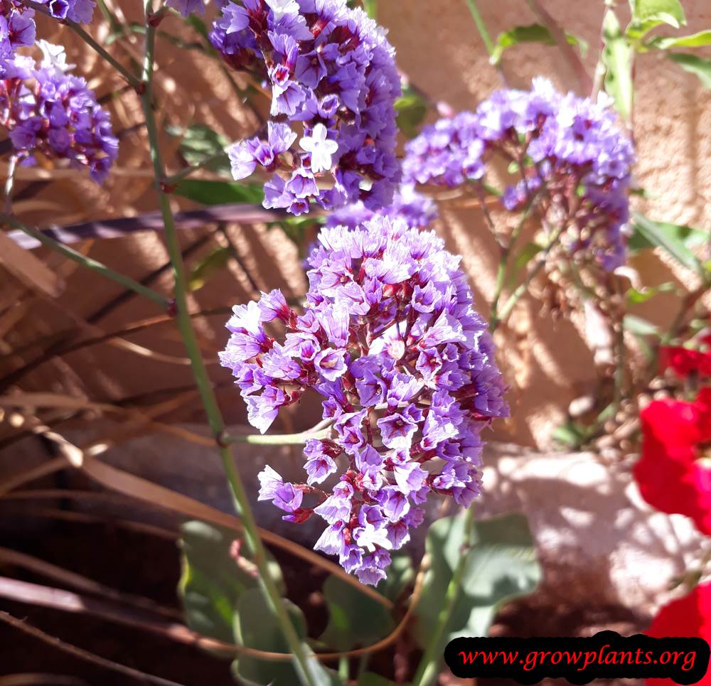 perezii limonium flowers