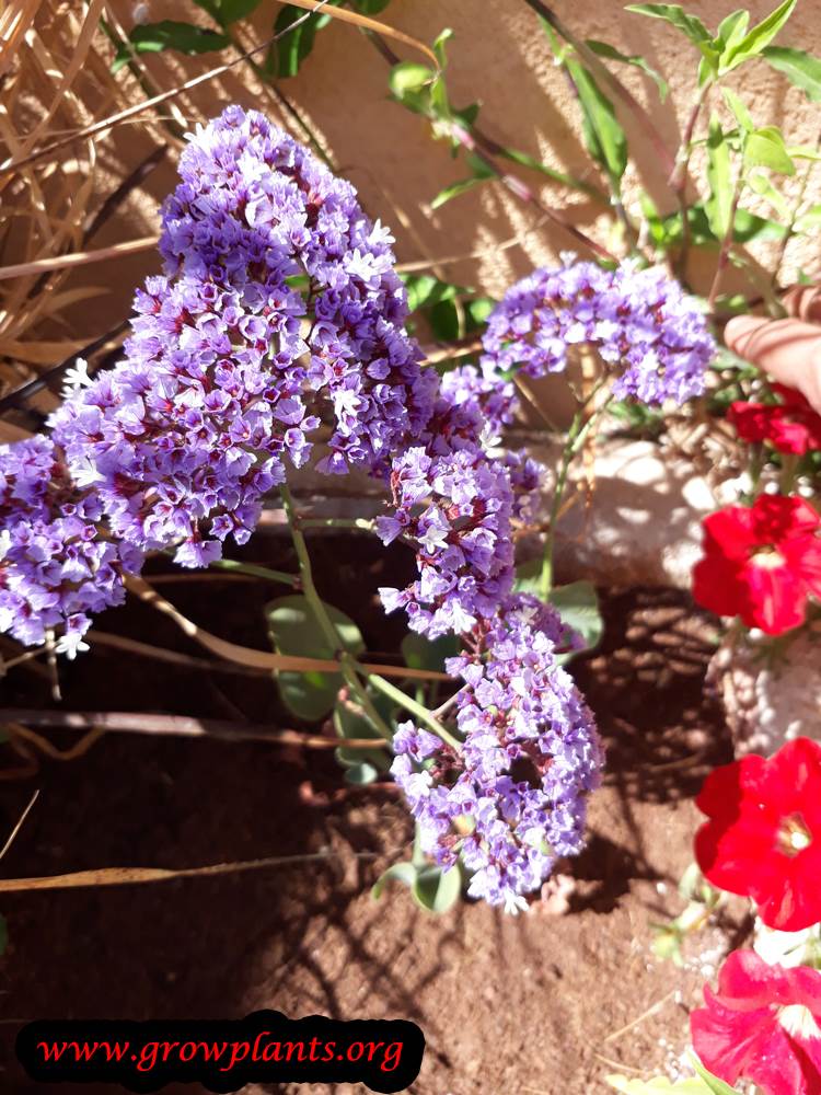 limonium perezii care plant