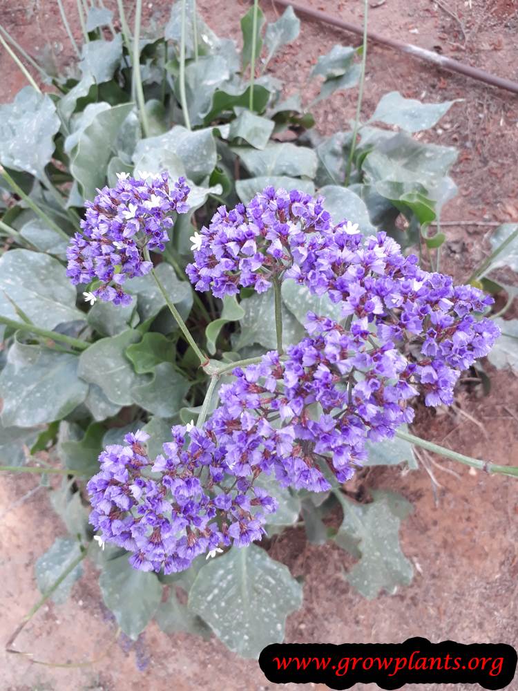 Limonium perezii plant