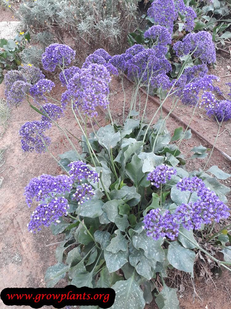 limonium perezii plant growing