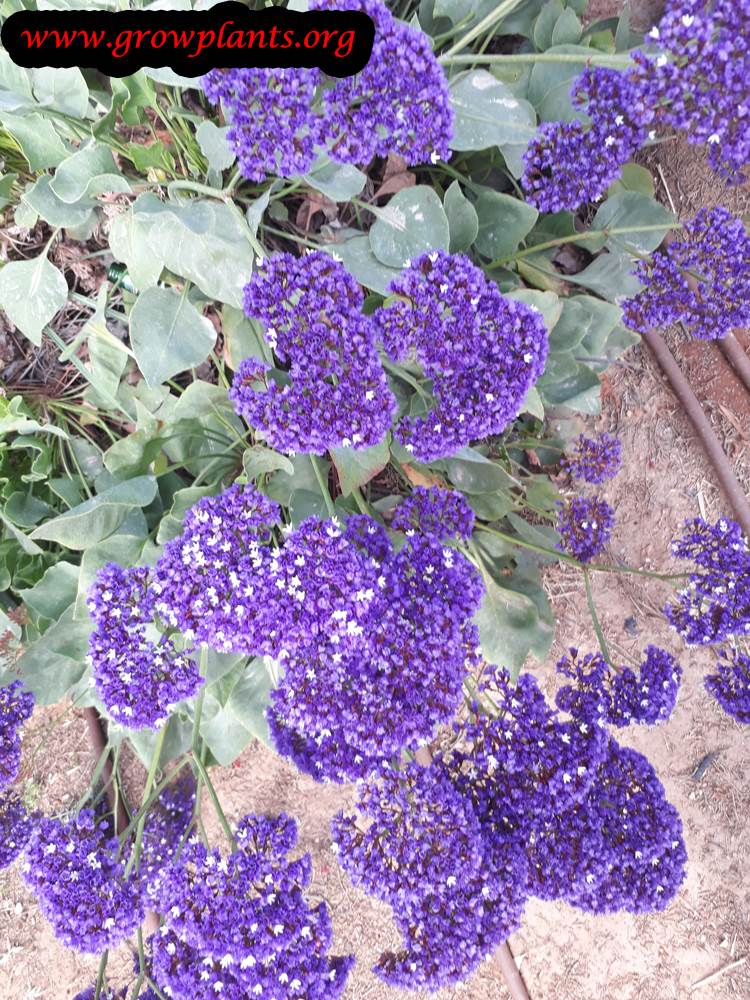 limonium perezii blooming season