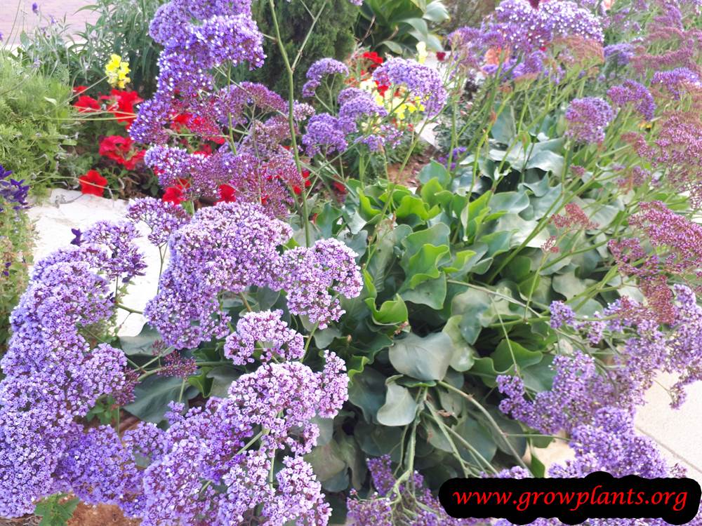 limonium perezii planting season flower
