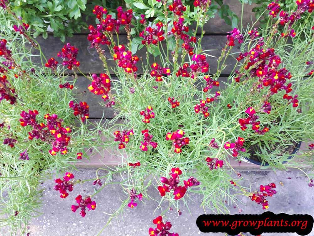 Linaria maroccana flowers