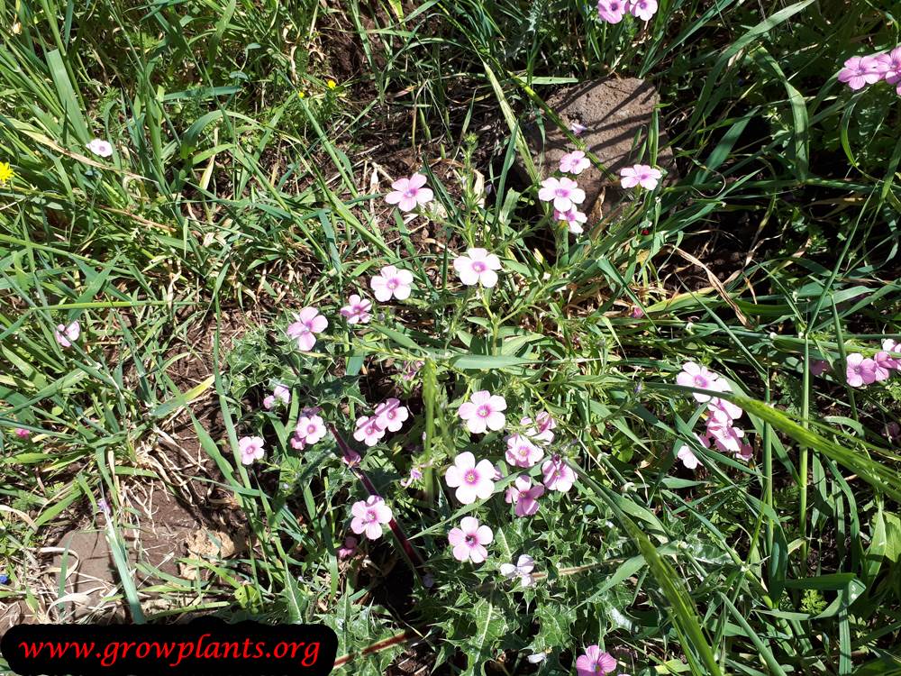 Linum pubescens