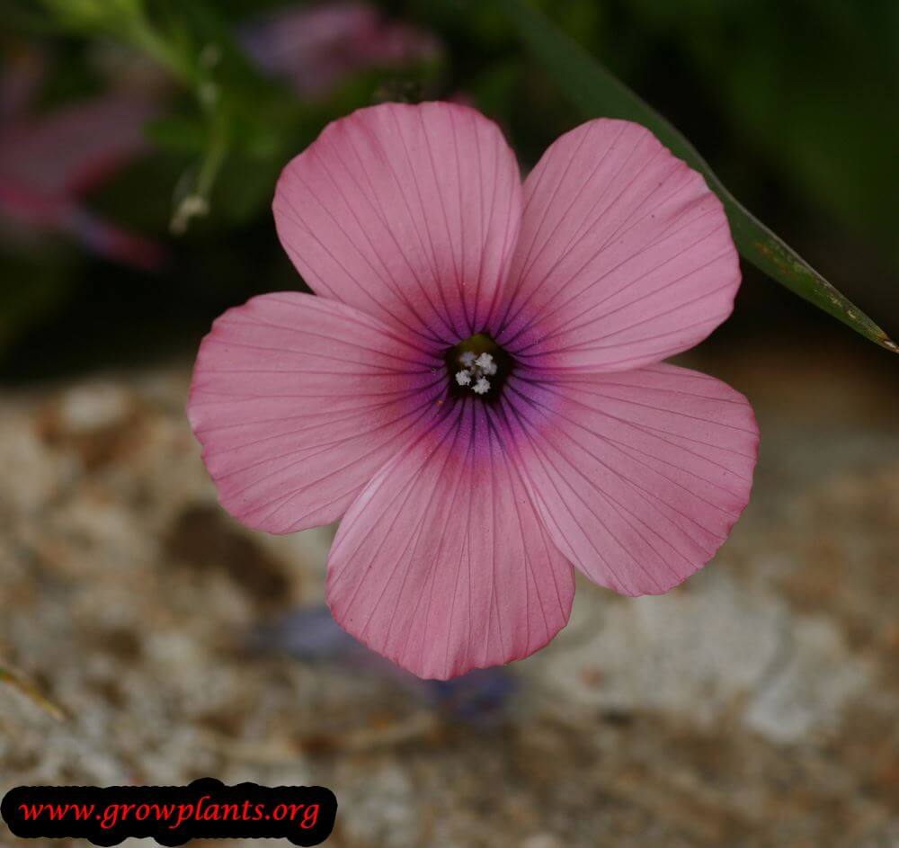 Linum pubescens flower