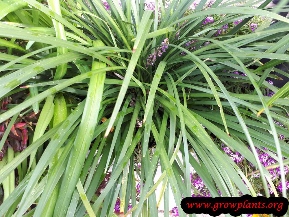 Liriope muscari