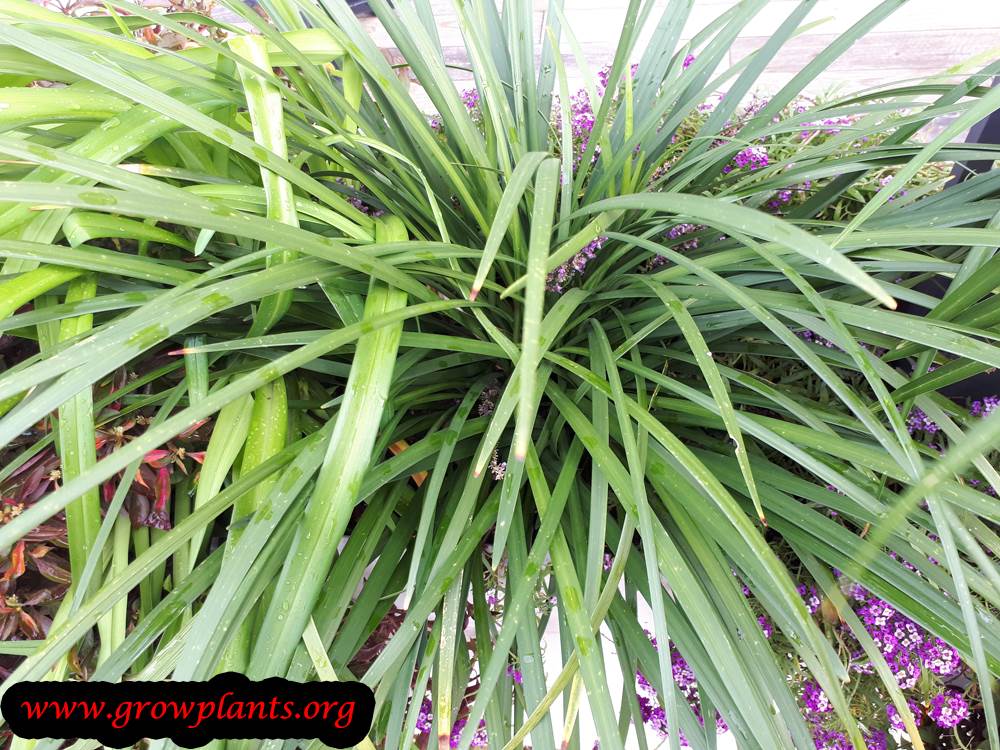 Liriope muscari plant care