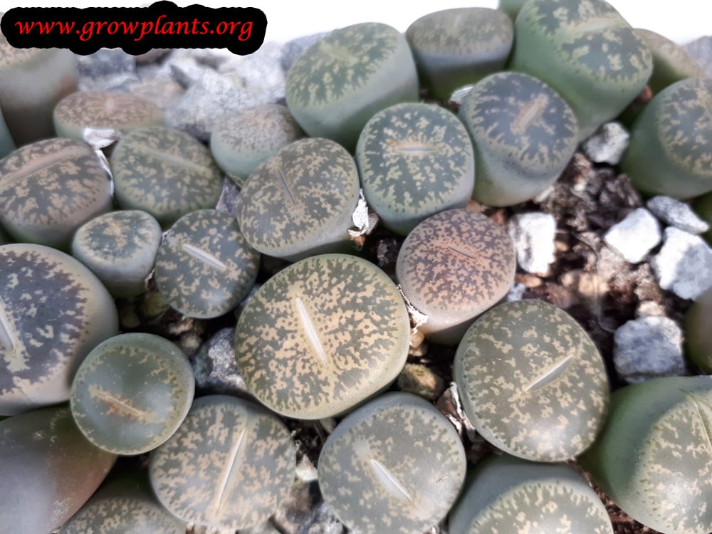 Lithops How to grow &amp; care