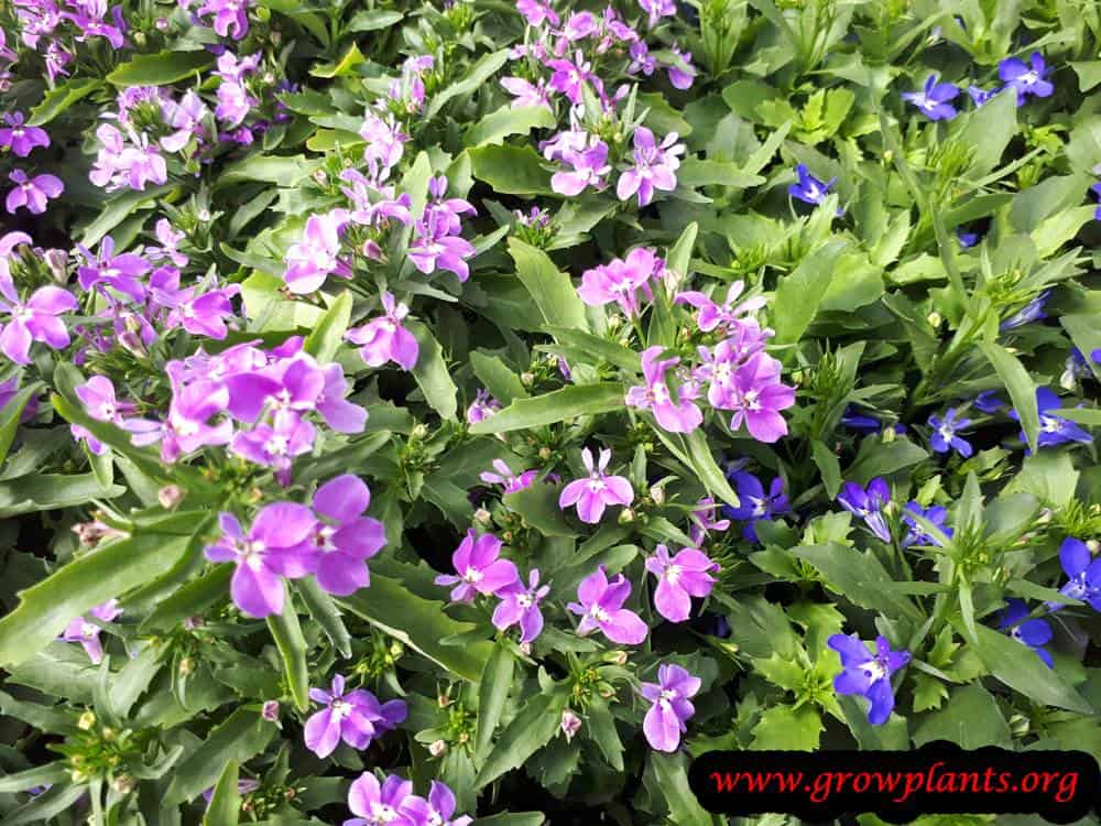 Lobelia