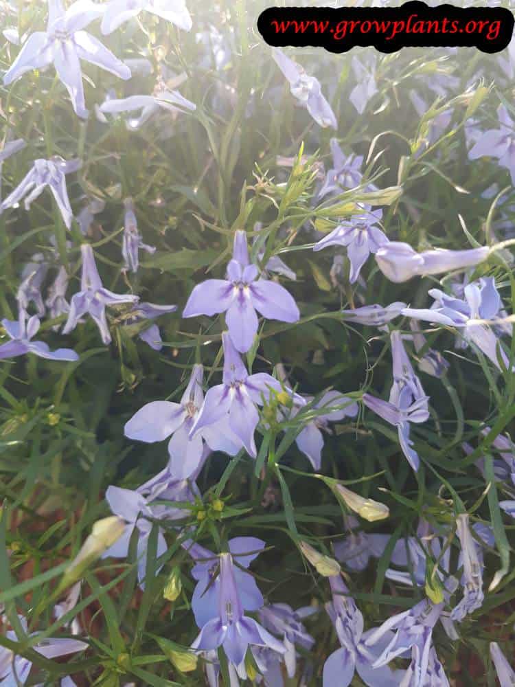 Lobelia erinus
