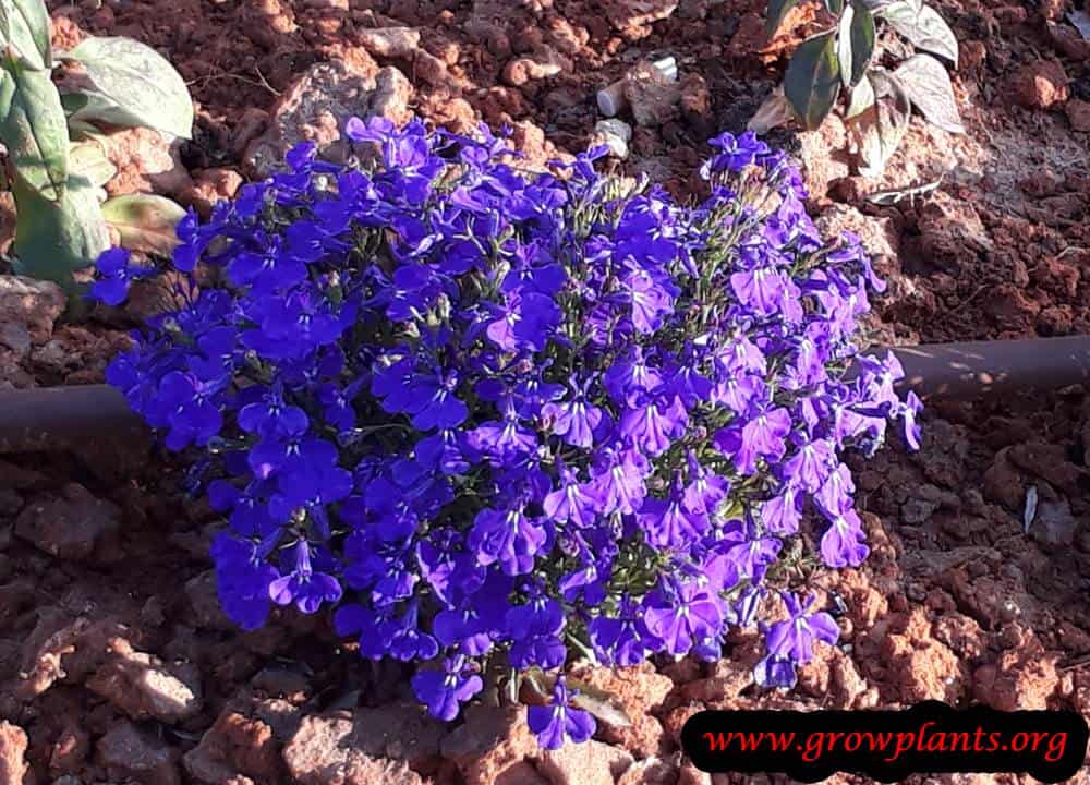 Growing Lobelia erinus plant