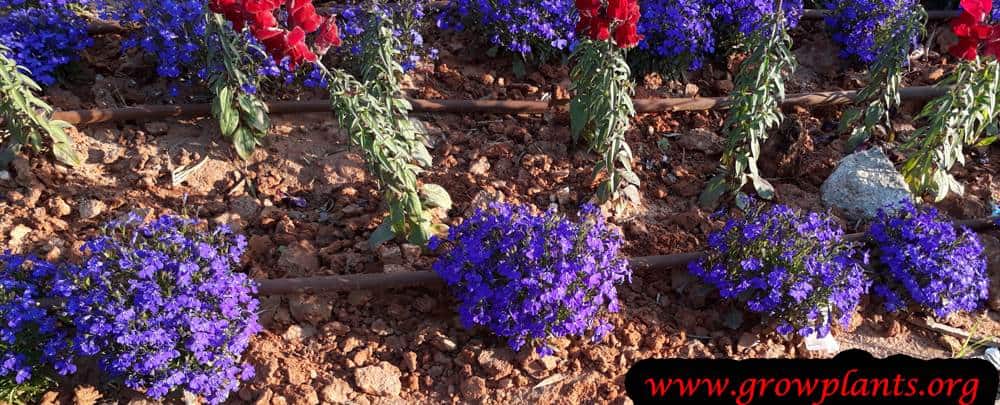 Lobelia erinus plants