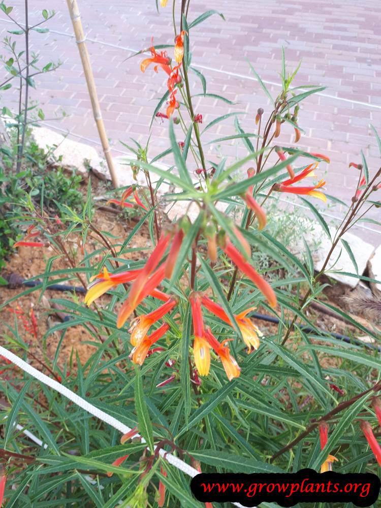 Lobelia laxiflora