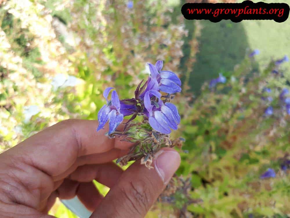 Lobelia siphilitica flower
