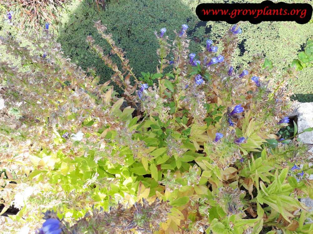 Growing Lobelia siphilitica flower