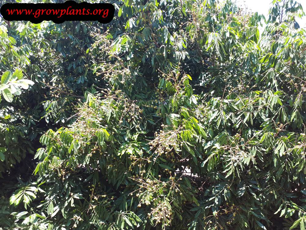 Dimocarpus longan