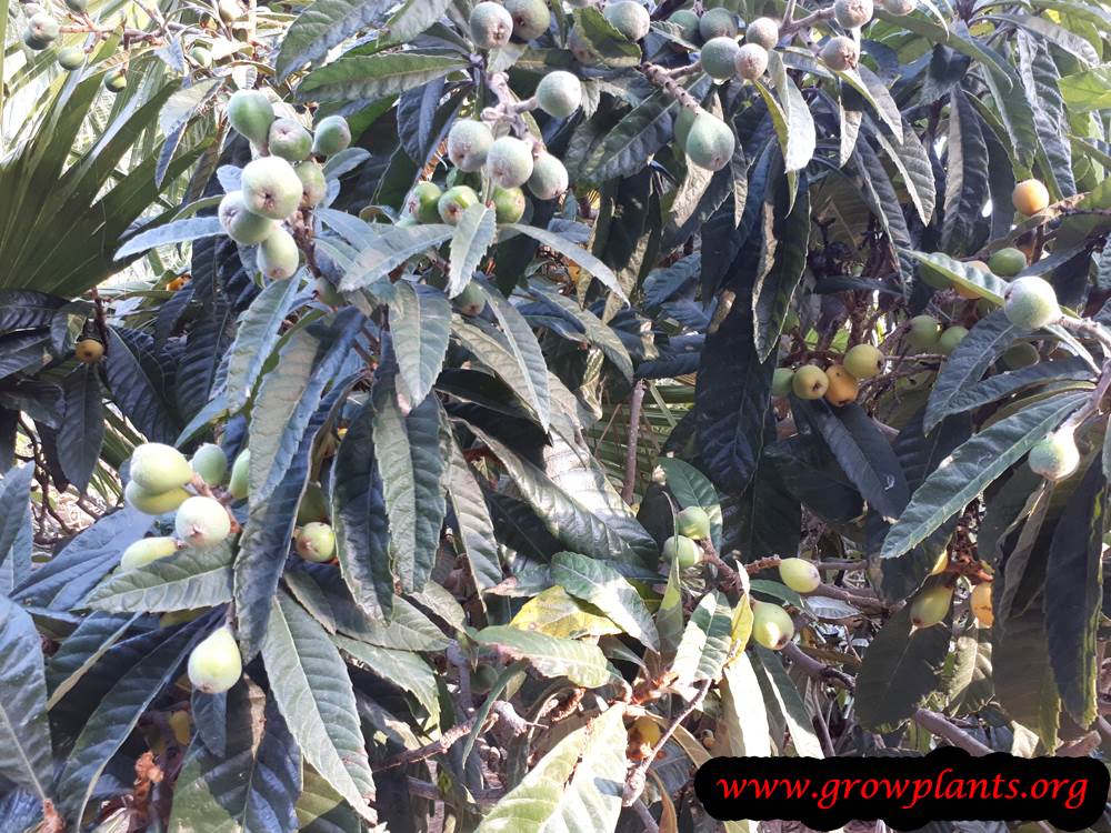 Eriobotrya japonica