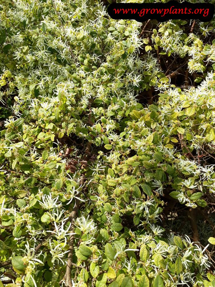 Loropetalum chinense