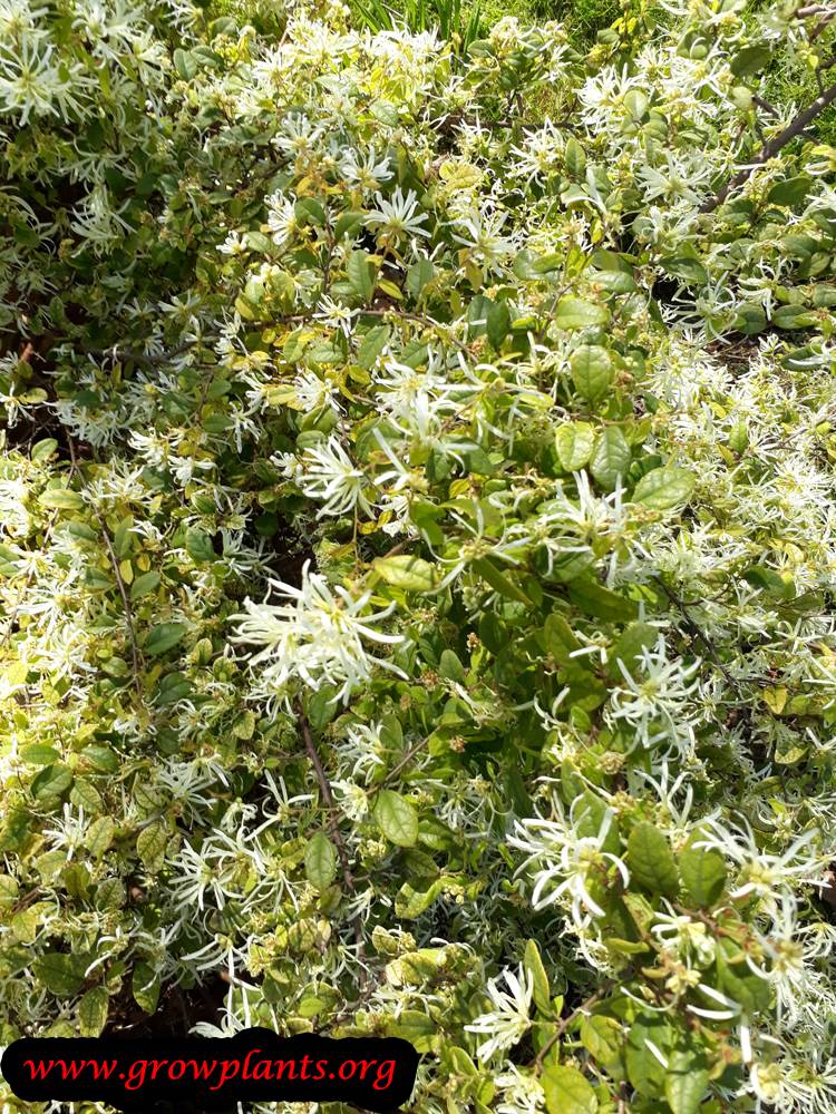 Loropetalum chinense flower