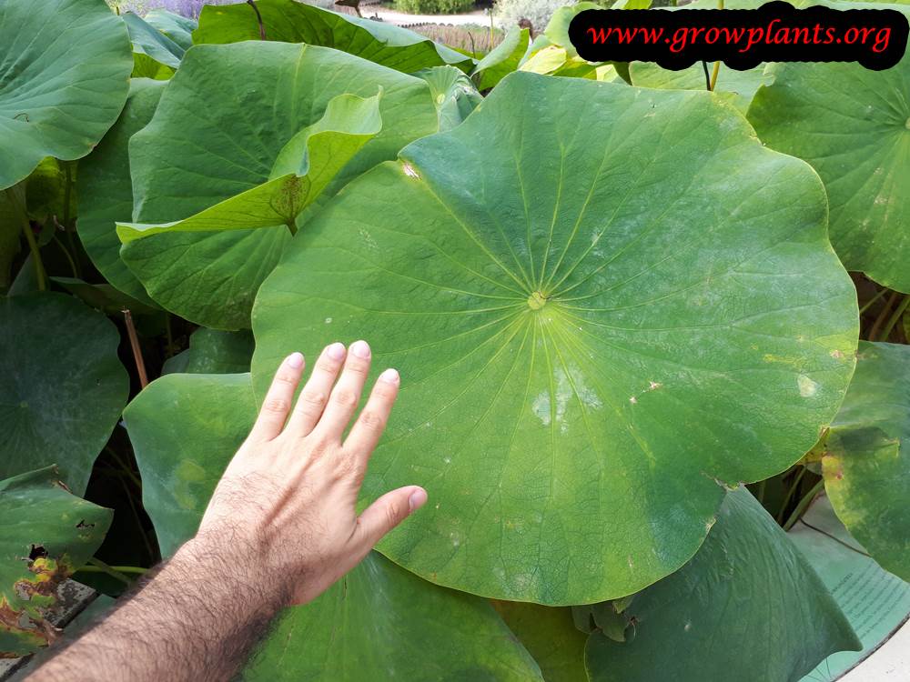 Lotus plant care