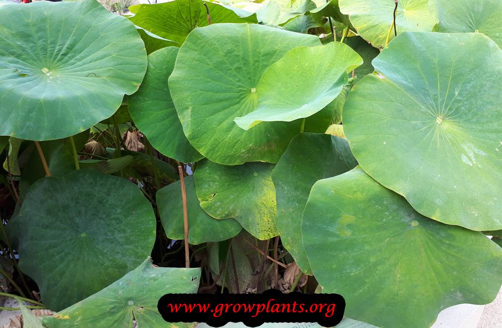Lotus plant