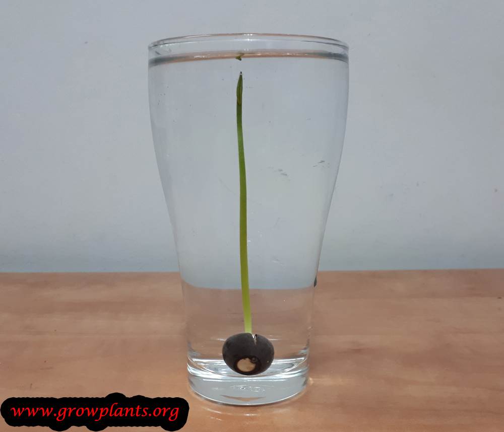Lotus plant from seeds