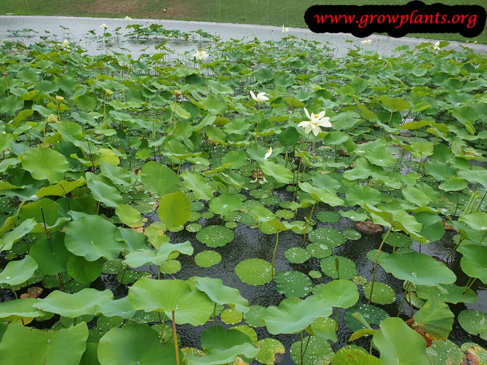 Nymphaea nelumbo