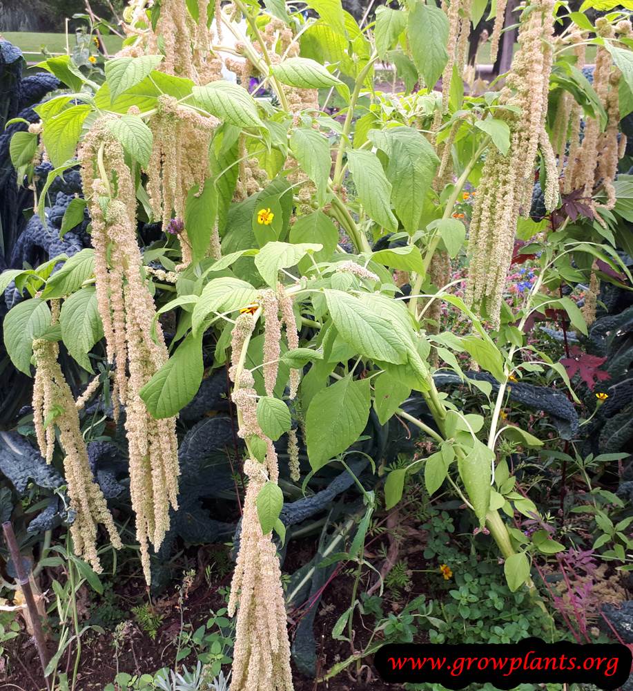 Amaranthus caudatus white flowers