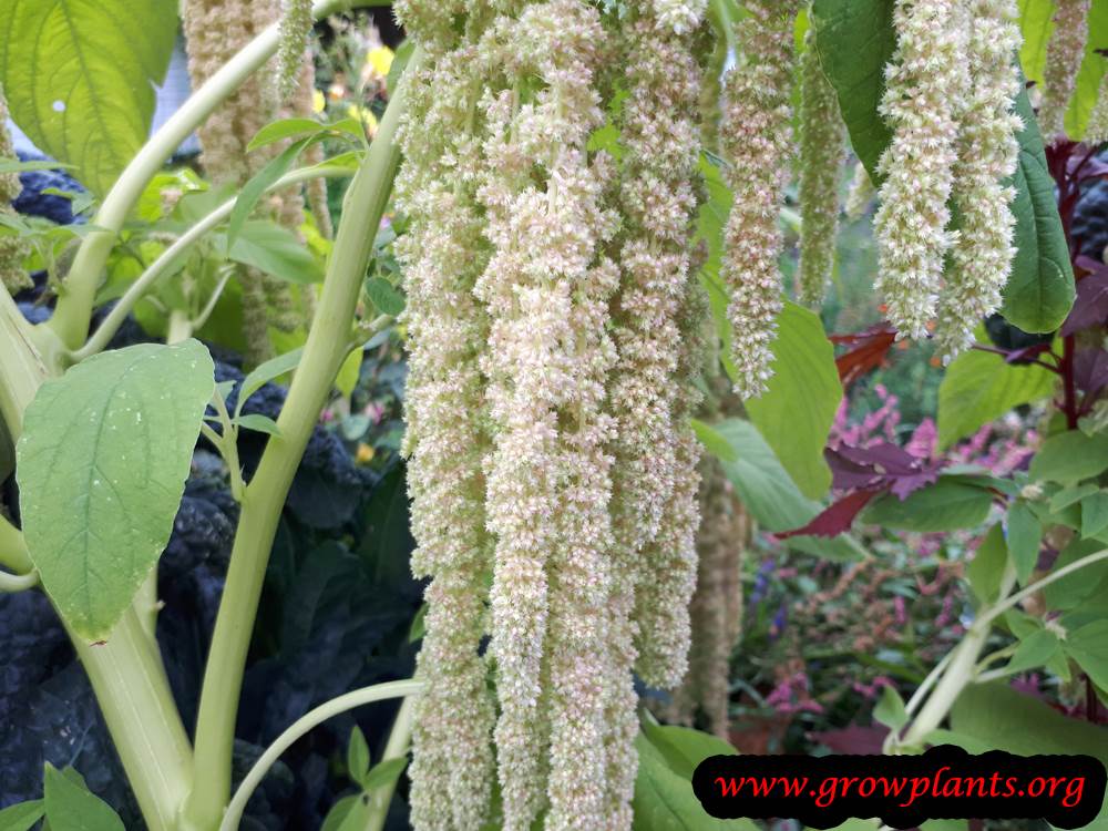 Amaranthus caudatus bloom
