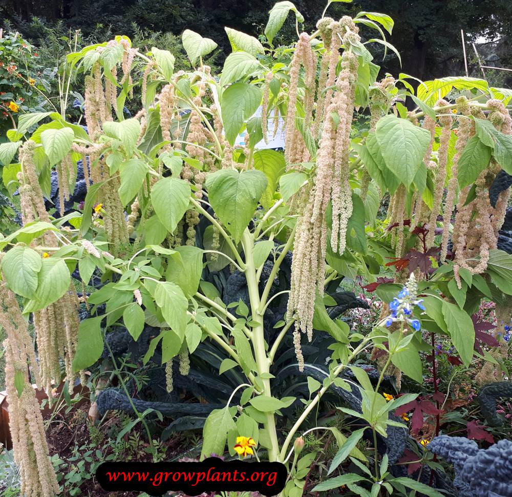Amaranthus caudatus bloom season