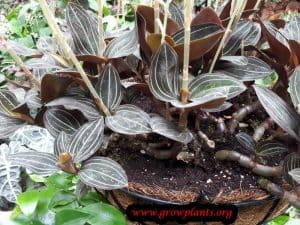 Ludisia discolor orchid care