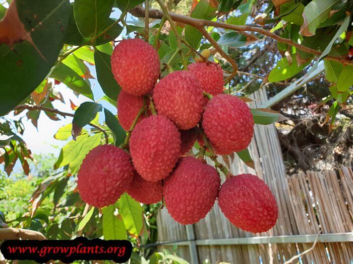 Lychee tree How to grow & care