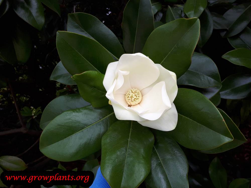 Magnolia grandiflora - How to grow & care