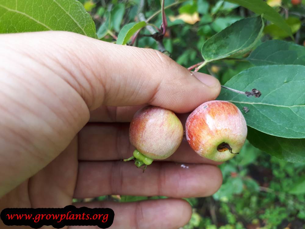 Malus Evereste