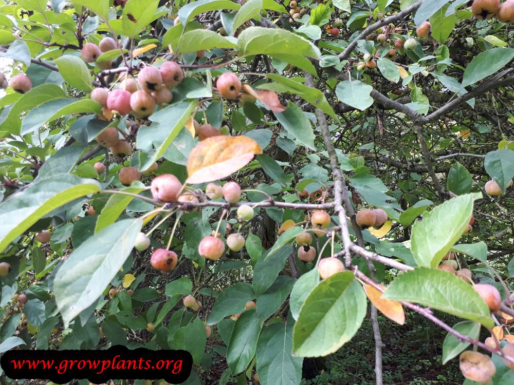 Malus Evereste tree