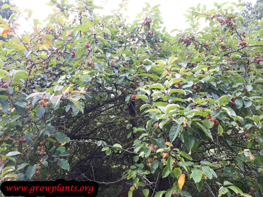 Growing Malus Evereste