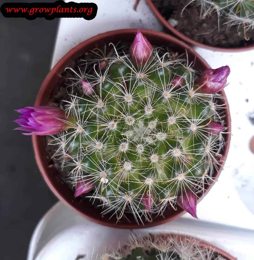 Mammillaria cactus flowers
