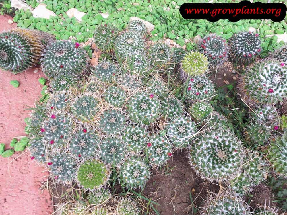 Growing Mammillaria cactus