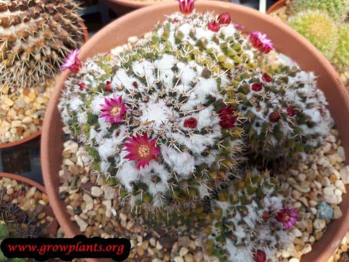 Mammillaria cactus