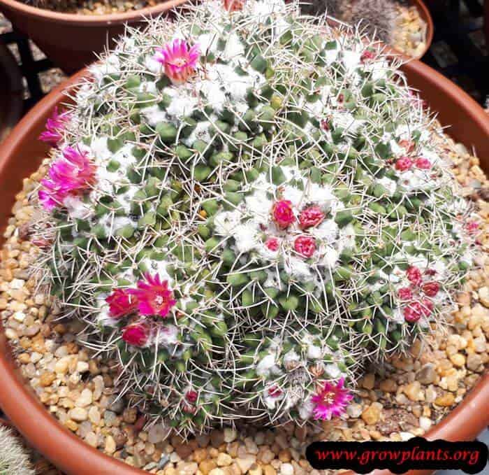 Mammillaria cactus flowers